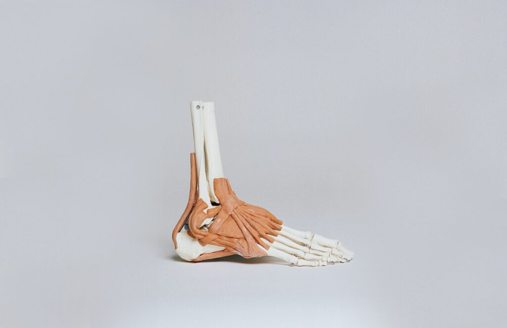 Illustrative diagram of the feet skeleton, emphasizing the intricate structure of 26 bones, joints, tendons, ligaments, and muscles, highlighting the importance of total care podiatry.